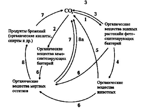 Роль микроорганизмов и вирусов в биологическом цикле белых грибов в дубовом лесу