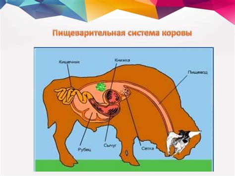 Роль микрофлоры в пищеварительной системе животных