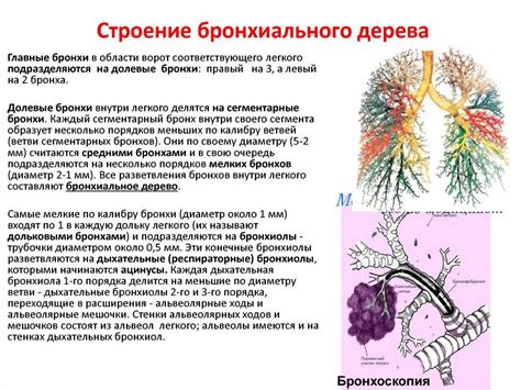 Роль миоглобина в процессе дыхания