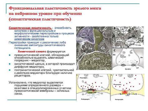 Роль мозга в памяти и обучении