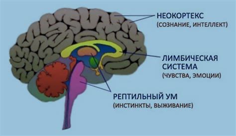 Роль мозговых терминальных инструментальных комплексов в понимании сновидений