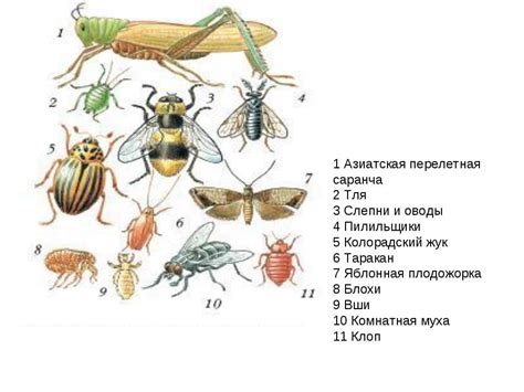 Роль насекомых в природе