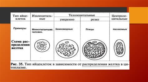 Роль небольшого количества желтка