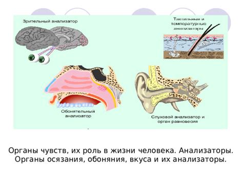 Роль обоняния в жизни человека