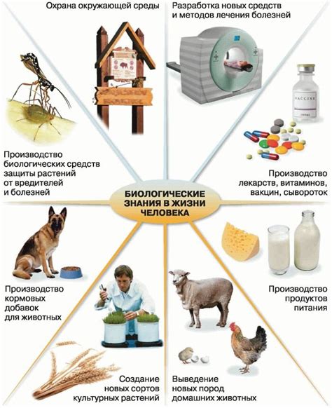 Роль окружающего мира в нашей жизни: от воздуха до здоровья