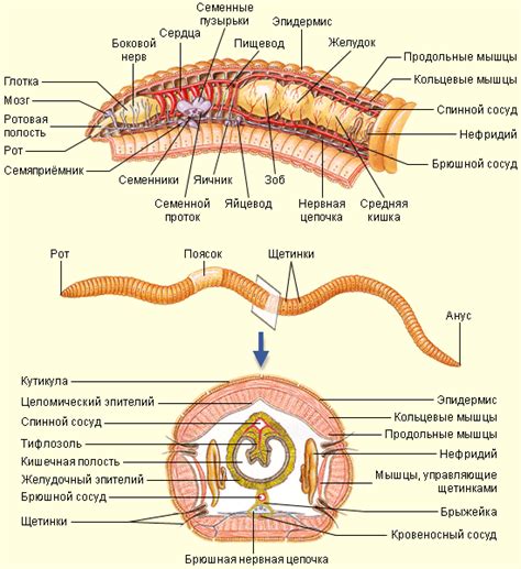 Роль пищеварительной системы у кольчатых червей