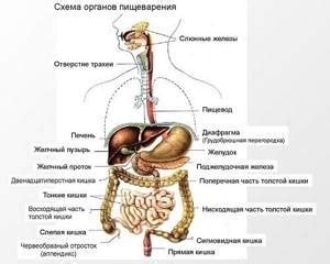 Роль пищевода в жизнедеятельности человека