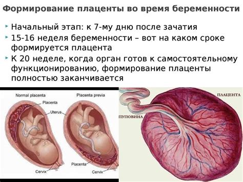 Роль плаценты в развитии плода: ключевые моменты