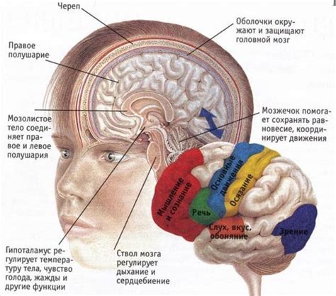 Роль префронтальной коры головного мозга в когнитивных функциях