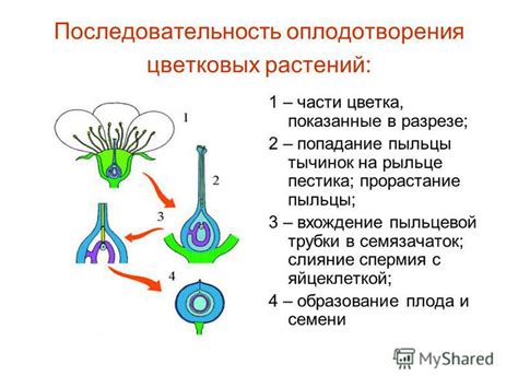 Роль пыльцы в процессе оплодотворения