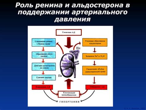 Роль рациона и образа жизни в поддержании оптимального уровня артериального давления