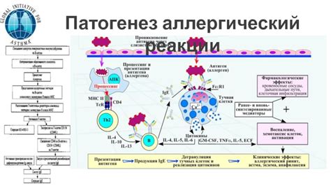 Роль реакции на вдыхание аллергенов