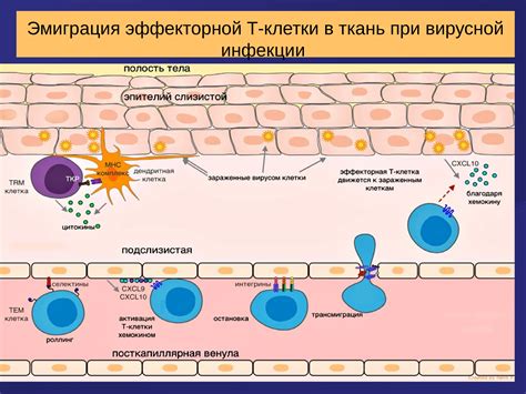 Роль рецепторов восприятия щекотки