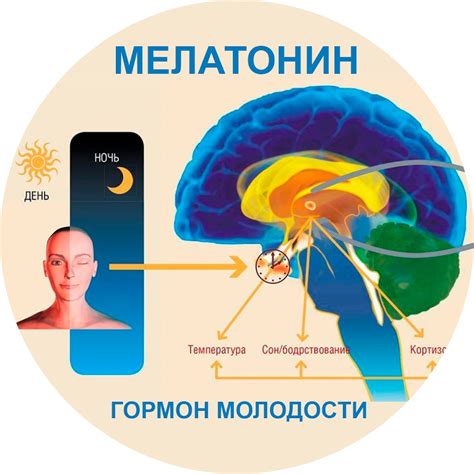 Роль сна в обеспечении памяти и функций мышления