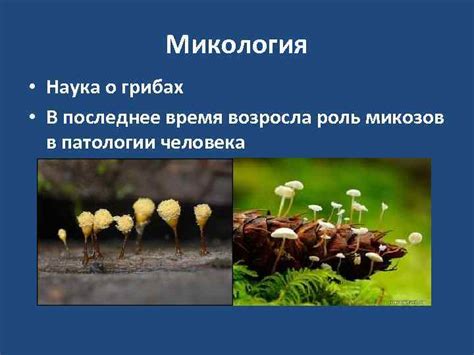 Роль сновидений о грибах в психологическом состоянии мужчин: душевный восход или потусторонний предзнаменователь?