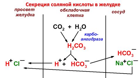 Роль соляной кислоты в химических реакциях