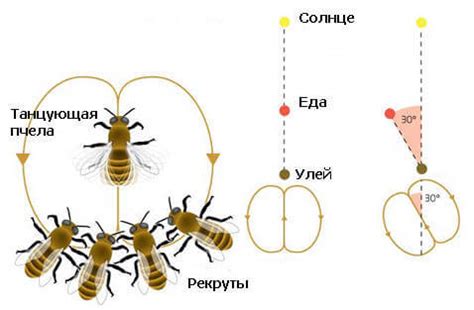 Роль танца в коммуникации пчелы