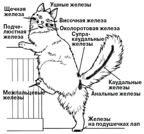 Роль хвоста у кота: основные функции