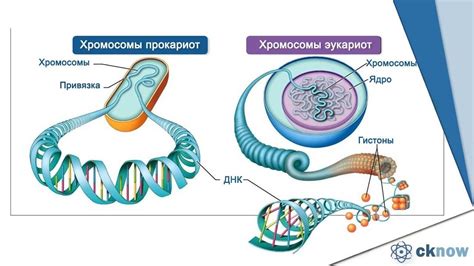 Роль хромосом в клетке