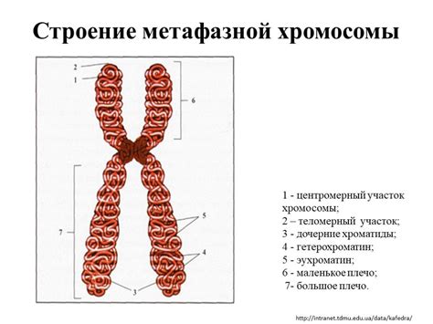 Роль хромосом в процессе наследования