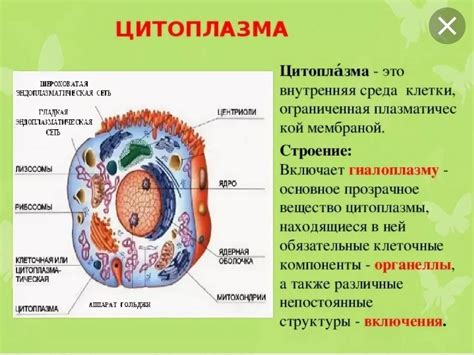 Роль цитоплазмы в растительной клетке: основные функции