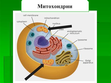 Роль ядра и мембранных органелл в жизнедеятельности клетки