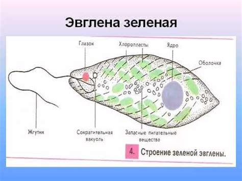 Роль ядра у эвглены зеленой