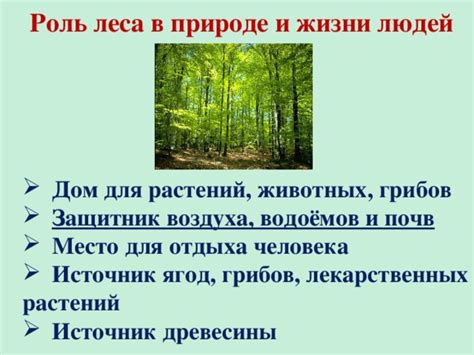 Сакральное значение изящного полного леса в видении: интерпретации и символика