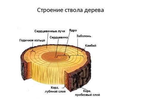 Самоанализ и структура из дерева в сновидениях