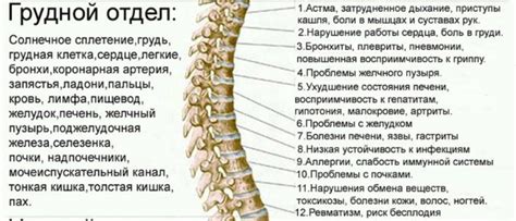 Самый крупный позвонок