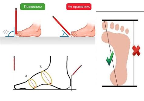 Сантиметры по стельке: как определить?