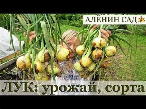 Сбор и хранение урожая озимого лука в Карелии