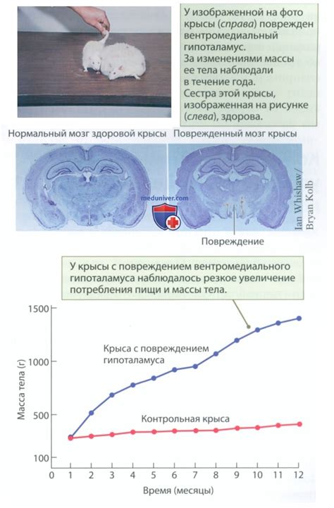 Связь между образами жира в сновидениях и проблемами с пищевым поведением