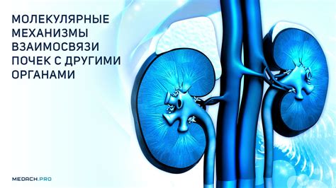 Связь между слезоотделительной системой и другими органами