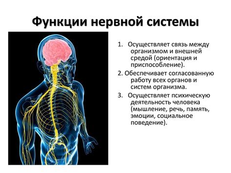 Связь между сновидениями и состоянием нервной системы