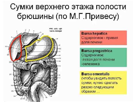 Связь между сновидениями о повреждении брюшной полости и физическим состоянием организма