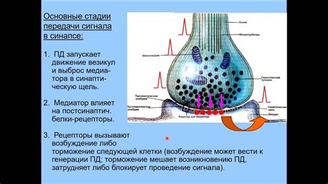 Связь синапса и пластичности мозга