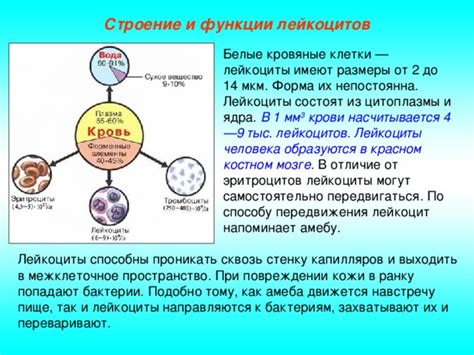 Связь снов и состава лейкоцитов в мозге: мифы и реальность