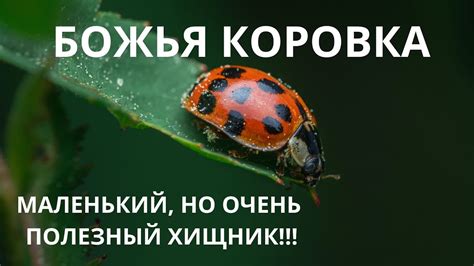 Связь с неразрешенными трудностями: значение находки маленького насекомого, предсказывающего грядущие изменения