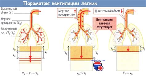 Сдавливание легких и давление на диафрагму