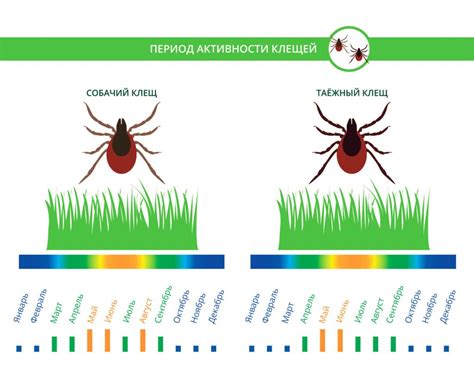 Сезонные особенности активности клещей