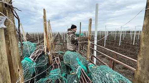 Сезон для посадки плодовых деревьев