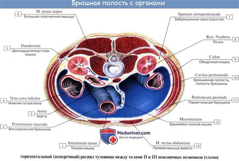 Секреты женского тела: что находится внизу живота по середине