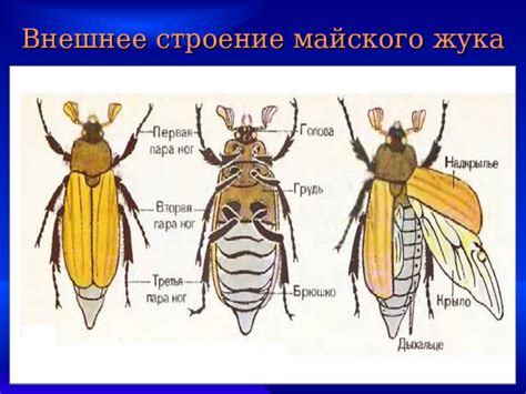 Семантический перекресток: почему именно майские жуки и йогурт?