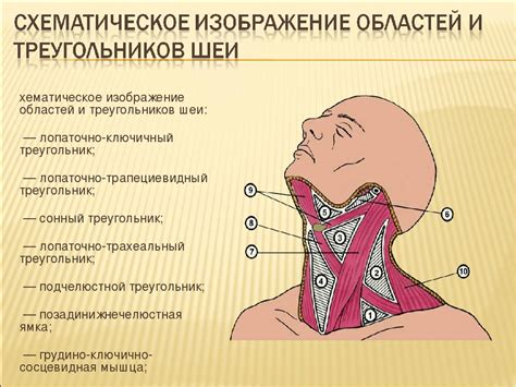 Семантическое значение поцелуя в область шеи: разгадка символики сновидения