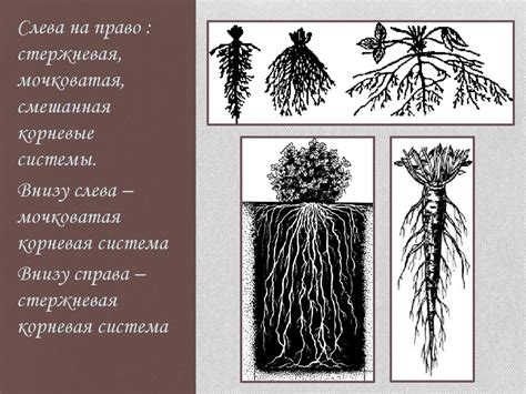 Семечко и корневая система: прошлое, настоящее и будущее