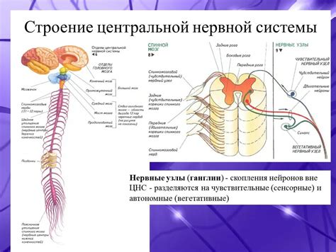 Семь принципов работы насоса центральной нервной системы: