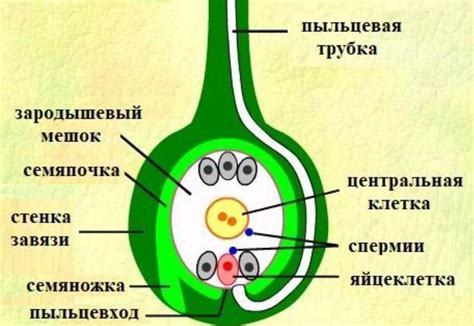 Семяножка и ее роль