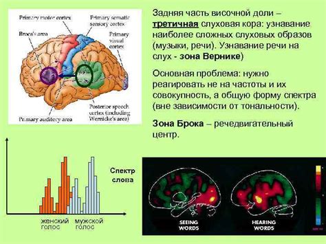 Сенсорные возможности и функции