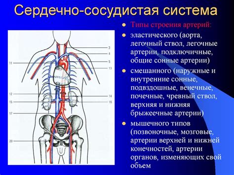 Сердечно-сосудистая система под давлением 200